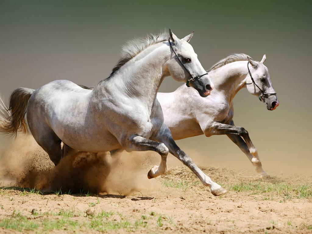 50 πανέμορφες φωτογραφίες με άλογα | Περιπλανώμενος
